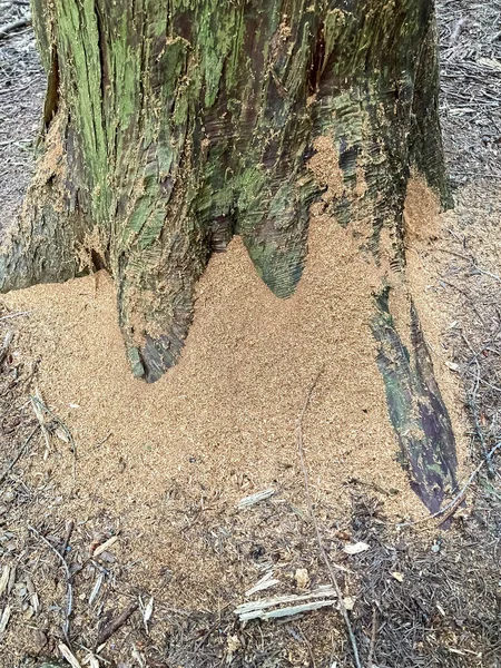 Base Del Tronco Albero Polvere Legno Dopo Lavoro Termiti — Foto Stock