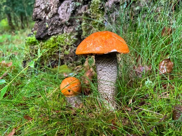 Yeşil otların arasında turuncu yuvarlak şapkalı iki küçük kırmızı boletus..