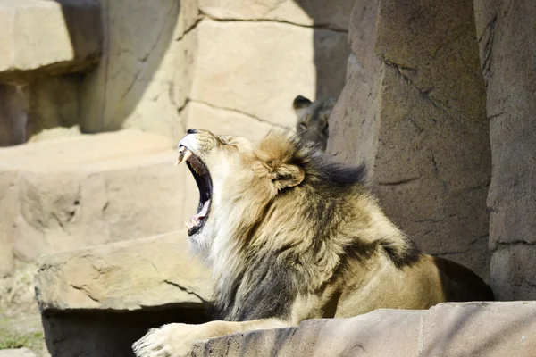 Esneme aslan — Stok fotoğraf