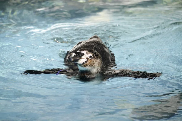 Penguin zwemmen — Stockfoto