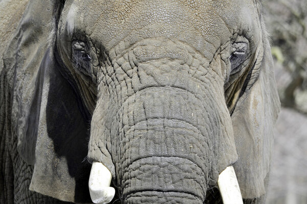 Close-up of elephant's face.