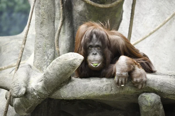 Gıda Orangutan karşı karşıya. — Stok fotoğraf