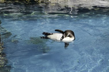 Suda oynarken penguen