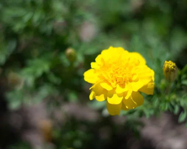 Sárga nyári virág — Stock Fotó