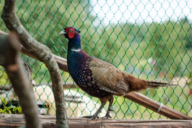 Kuşhanedeki yakışıklı genç erkek sülün.