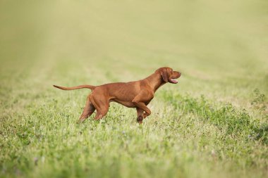 Genç erkek Macar Vizsla işaret ediyor ve kokluyor