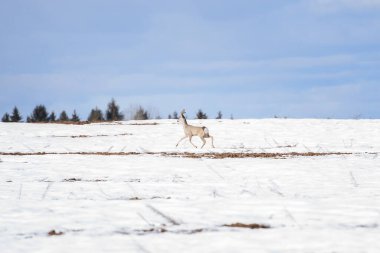 Wild european roe male deer running in a snow field