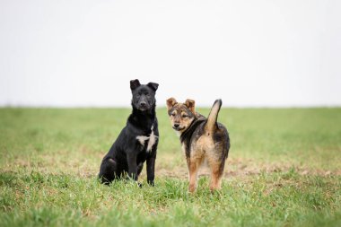 İki şirin köpek yavrusu yeşil çimlerde