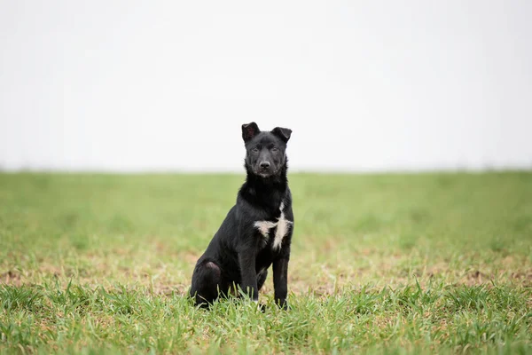 Retrato Cachorro Mestizo Negro Hierba Verde —  Fotos de Stock