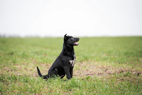 Portret Van Zwarte Bastaard Puppy Het Groene Gras — Stockfoto