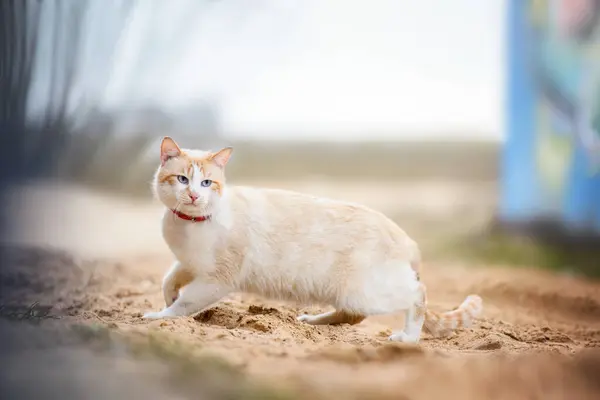 Grädde Färg Katt Med Blå Ögon — Stockfoto