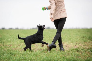 Siyah köpek kızın elinde topun peşinden koşuyor.