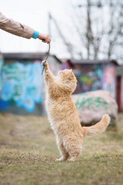 Güzel pofuduk kızıl kedi bir dal parçasıyla oynuyor