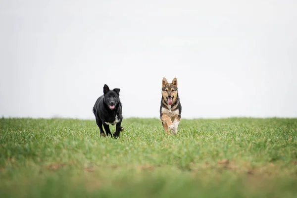 Dos Cachorros Corriendo Tras Pelota —  Fotos de Stock