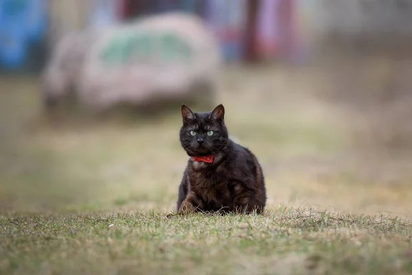 Retrato Gato Jovem Com Olhos Esmeralda — Fotografia de Stock