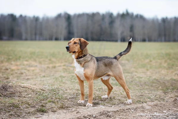 Gemengd Ras Hond Staande Hond — Stockfoto