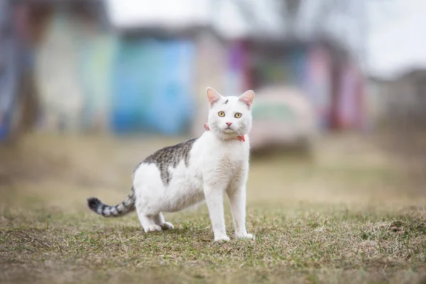 Gato Branco Cinza — Fotografia de Stock