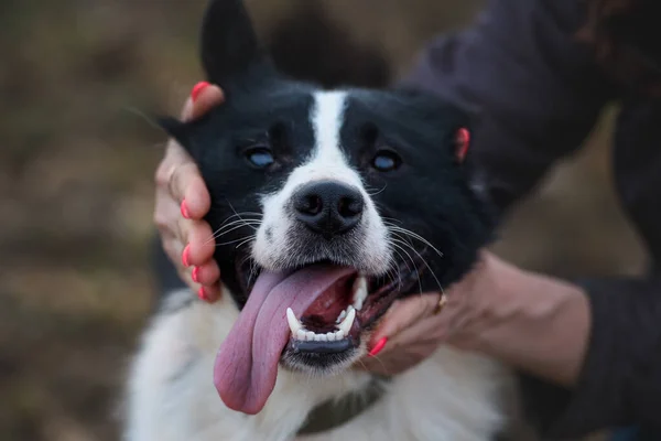 Vrouwen Handen Knuffelen Hondenhoofd Muilkorf Hond Dicht — Stockfoto