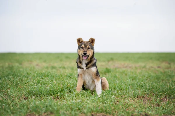 Lindo Perrito Rojo Sentado Sobre Hierba Verde —  Fotos de Stock