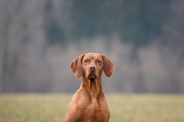 Güzel Macar vizsla erkek köpek portresi