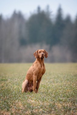Erkek avcı köpeği, arka patisinden ameliyat sonrası dinleniyor.