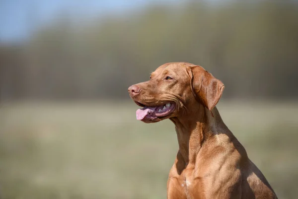 Mooie Jonge Vrouwelijke Magyar Vizsla Hond Portret — Stockfoto