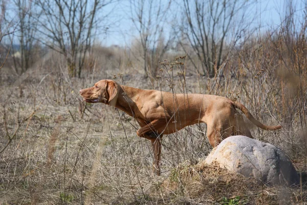 Genç Dişi Macar Vizsla Köpeği Işaret Ediyor — Stok fotoğraf