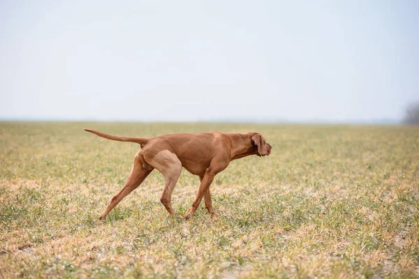Pies Myśliwski Pracujący Terenie Operacji Ortopedycznej — Zdjęcie stockowe