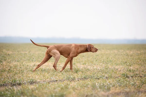 Hunting Dog Male Working Field Orthopedic Surgery — Stock Photo, Image