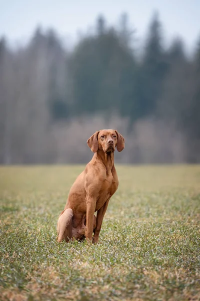 Mannelijke Jachthond Rust Orthopedische Chirurgie Zijn Achterpoot Tijdens Het Lopen — Stockfoto
