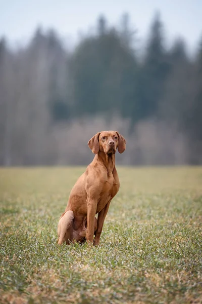 Male Hunting Dog Resting Orthopedic Surgery His Hind Paw While — Stock Photo, Image