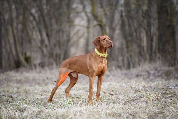 Egy Gyönyörű Férfi Magyar Vizsla Portréja Kutya Kineziológiai Szalag Ortopédiai — Stock Fotó