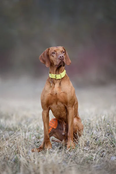 Portret Van Een Prachtige Hongaarse Vizsla Canine Kinesiology Taping Orthopedische — Stockfoto