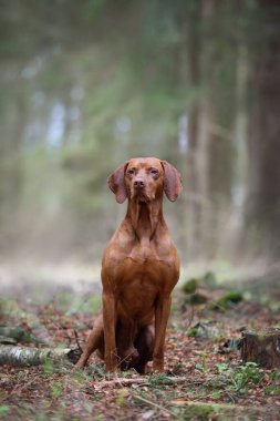 Güzel Macar vizsla Ormanda erkek portresi