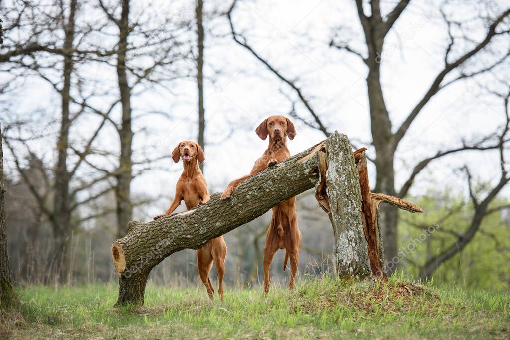 Two Hungarian Vizsla dogs standing next to each other with their forepaws on a fallen tree