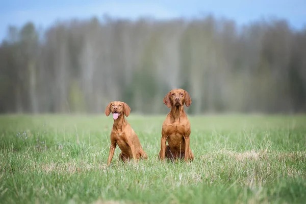 两只漂亮的匈牙利维兹拉犬并排坐在草地上 — 图库照片
