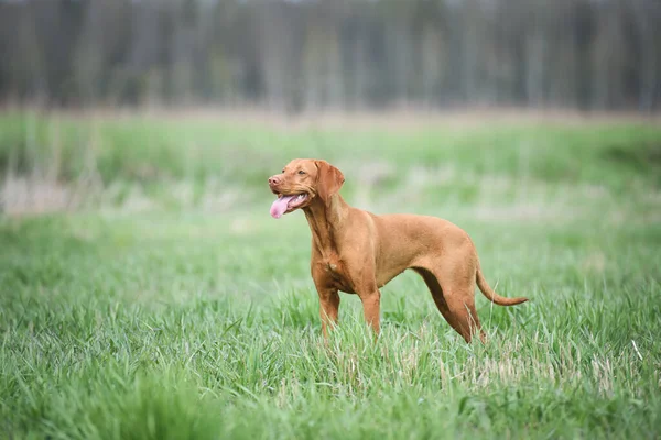 Mooie Vrouwelijke Hongerige Vizsla Hond Portret Het Groen — Stockfoto