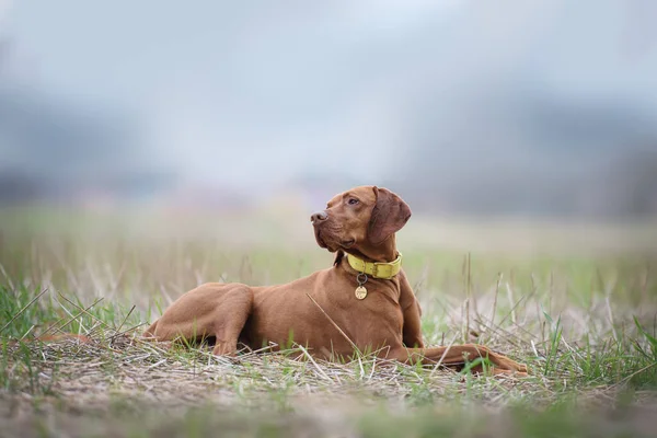 Gyönyörű Férfi Magyar Vizsla Dog Fekszik Pályán — Stock Fotó