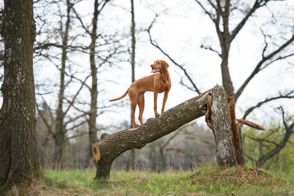 Vrouwelijke Hongaarse Vizsla Staat Omgevallen Boomstam Kijkt Uit Het Bos — Stockfoto