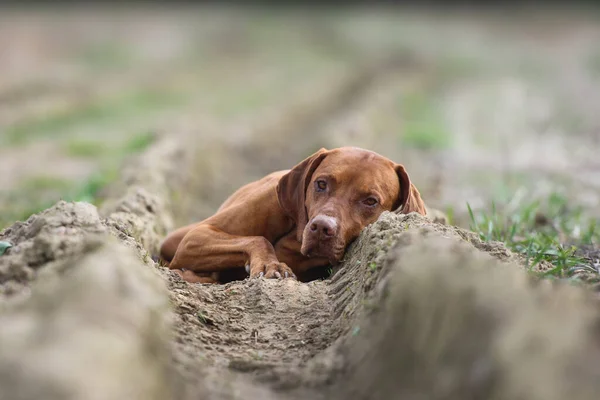 Втомлений Мисливський Собака Лежить Руці Дороги — стокове фото