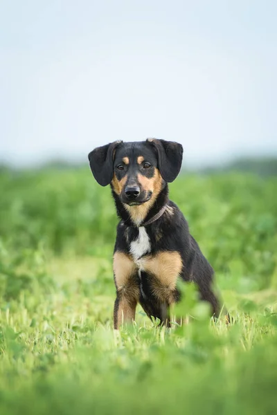 Porträtt Blandras Söt Ung Hund — Stockfoto