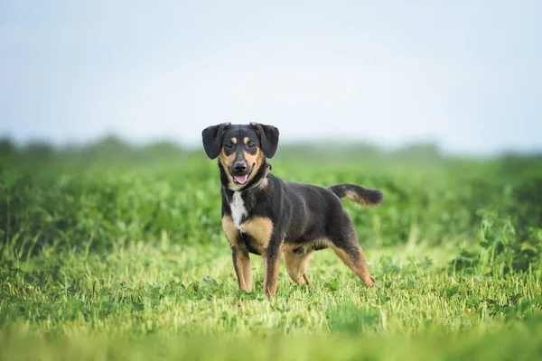 Portret Van Schattige Zwarte Bastaard Hond — Stockfoto