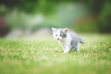 Bir yaz günü yeşil çimlerde küçük sevimli tüylü beyaz kedi yavrusu