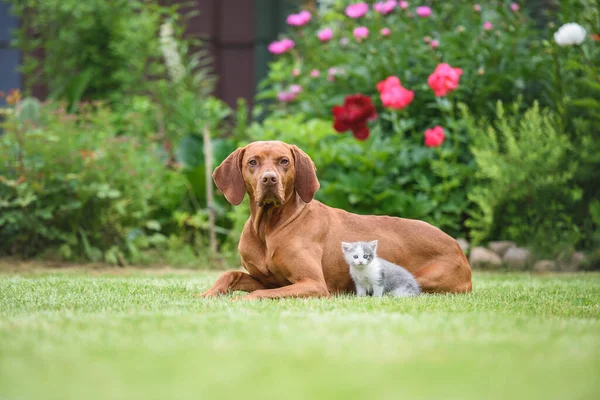 사냥개와 고양이의 귀여운 초상화 스톡 사진