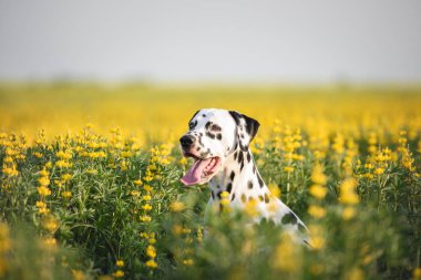 Yaz portresi, sarı çiçekli siyah dalmaçyalı köpek resmi.