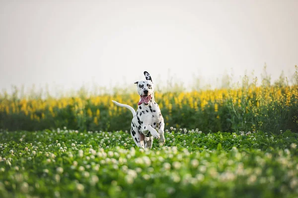 Щасливий Портрет Собаки Далмації — стокове фото