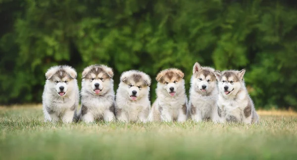 Zdjęcie Uroczych Szczeniąt Alaskan Malamute — Zdjęcie stockowe