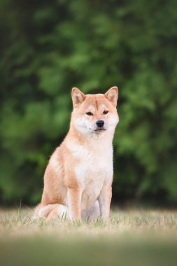Güzel bir Shiba Inu 'nun portresi.