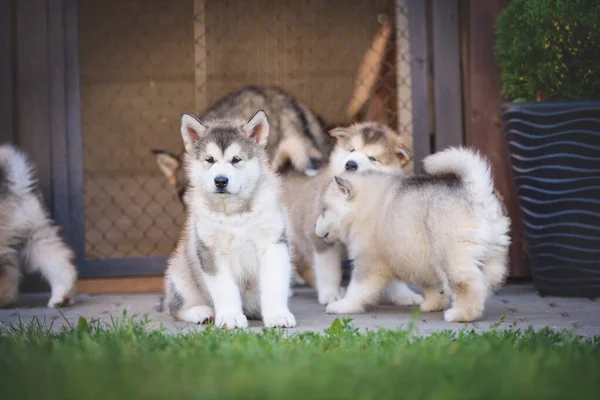 배경에 나타나는 귀여운 Alaskan Malamute Puppies 로열티 프리 스톡 사진