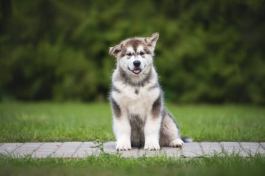 Alaska portresi Malamute köpek yavrusu